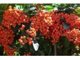 Pyracantha crenatoserrata
